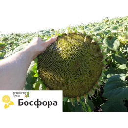 Bosfora / Босфора