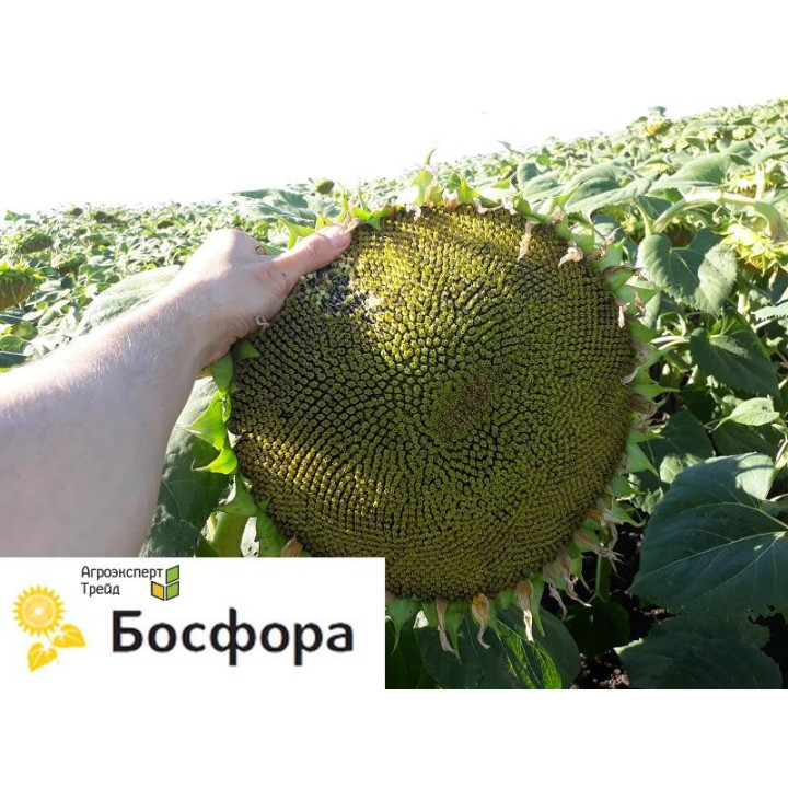 Bosfora / Босфора