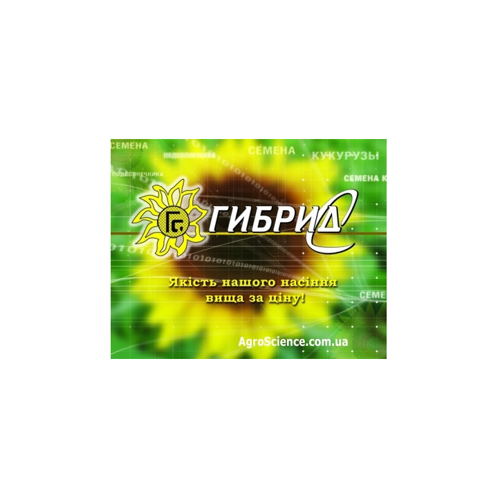 Каменяр