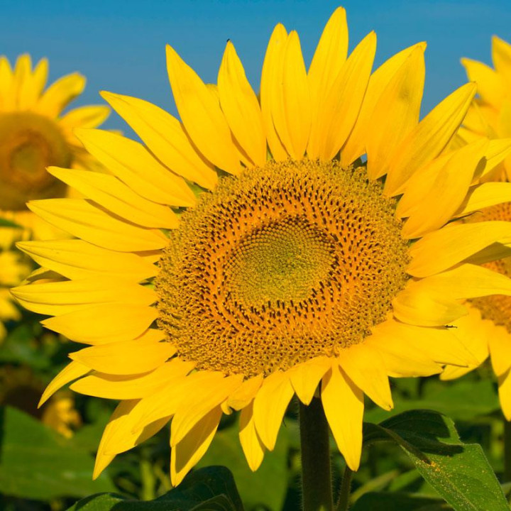 Лайм