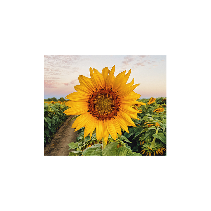 LG50779 SX / ЛГ50779 СХ