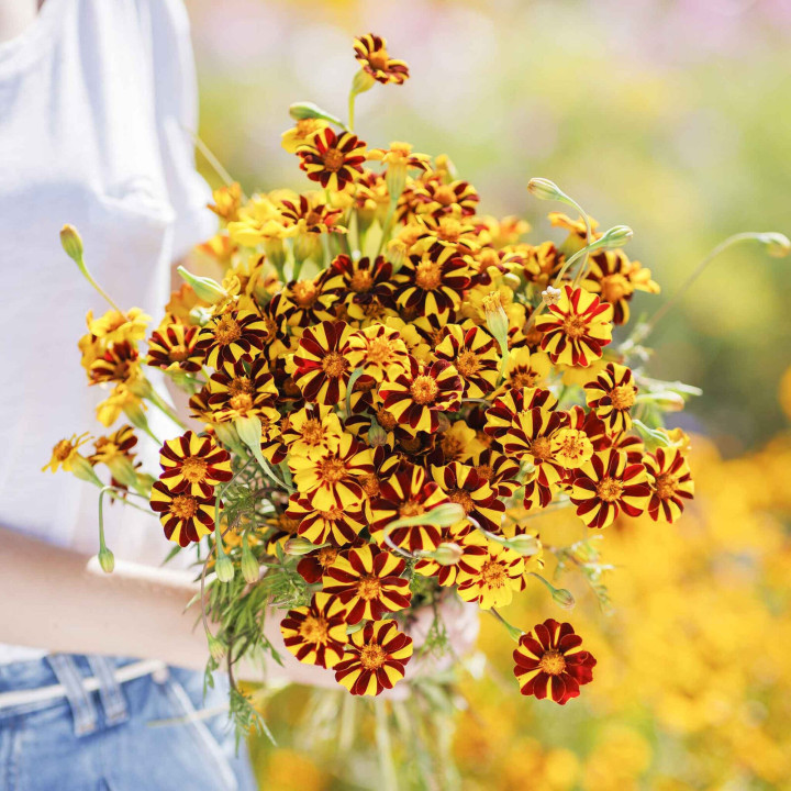 Marigoldes / Маріголдес