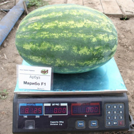 Марибо F1 / Maribo F1