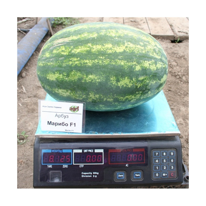 Марибо F1 / Maribo F1