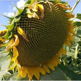 НА Акрас