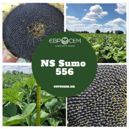 NS Sumo 2019 / НС Сумо 2019