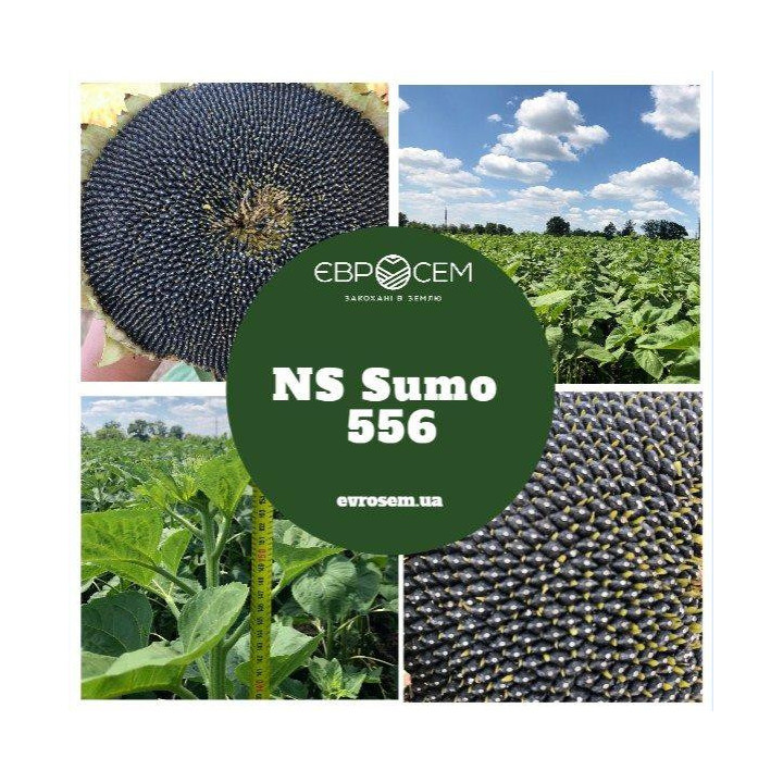NS Sumo 2019 / НС Сумо 2019