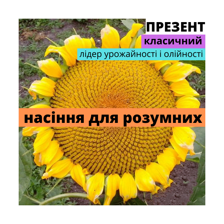 Презент АМ