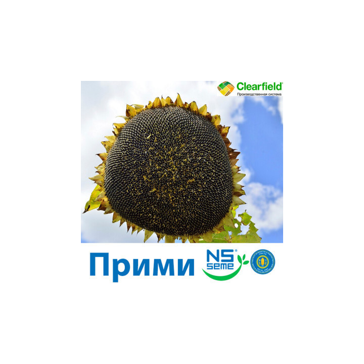 Primi / Прімі