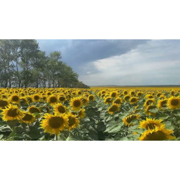 Пріоритет