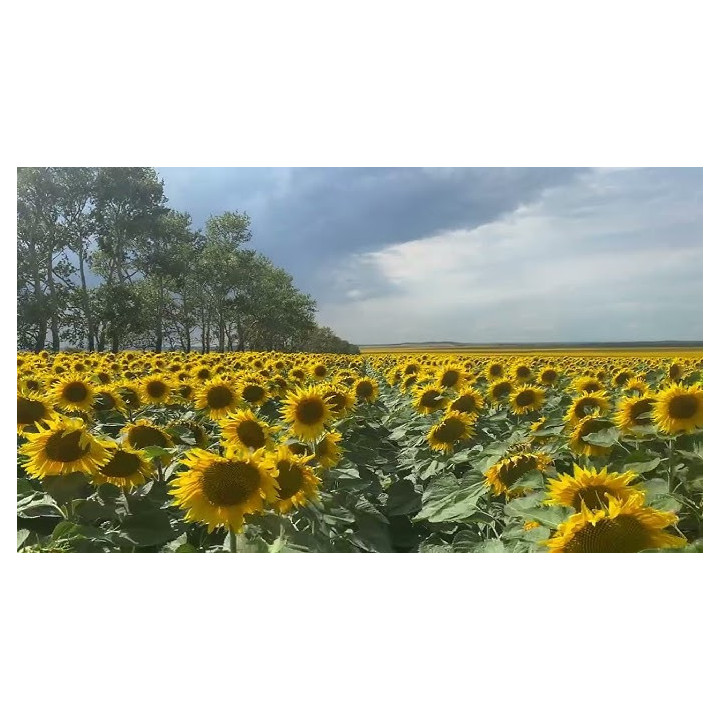Пріоритет