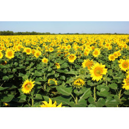 Річард