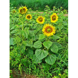 Рябота