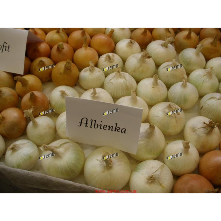 АЛБЕНКА / ALBIENKA