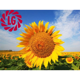 Goldsun / Голдсан