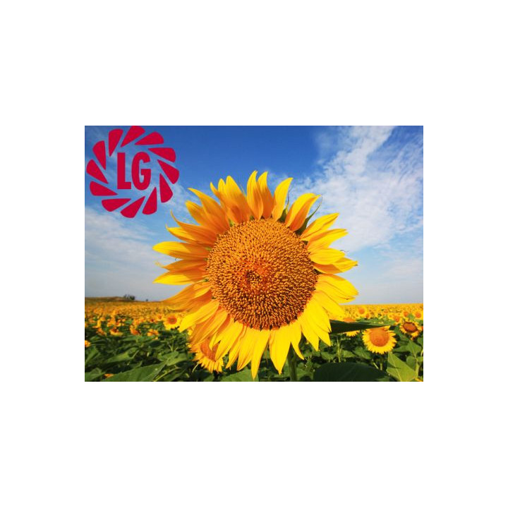 Goldsun / Голдсан