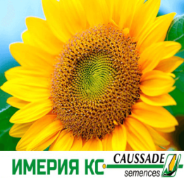 Imeria CS / Імерія КС