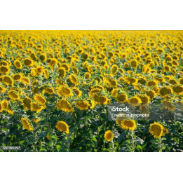 CALIFORNIA / КАЛІФОРНІЯ
