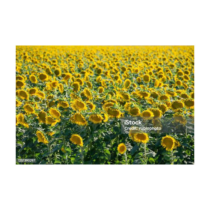 CALIFORNIA / КАЛІФОРНІЯ