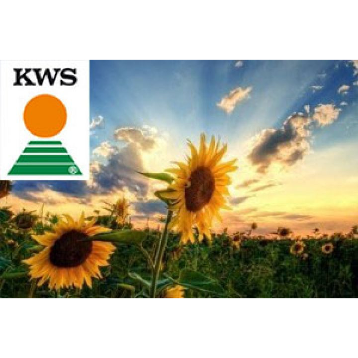 KWS Helia 04 RO / КВС Гелія 04 РО