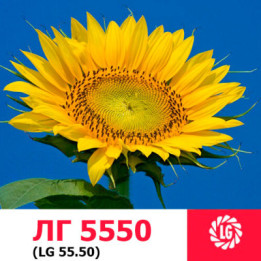 LG5550 / ЛГ5550