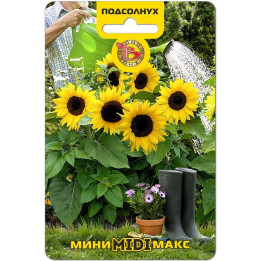 Максимус