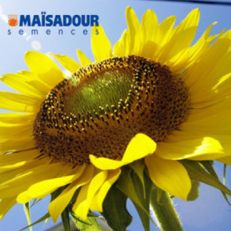 MAS 81C / МАС 81С