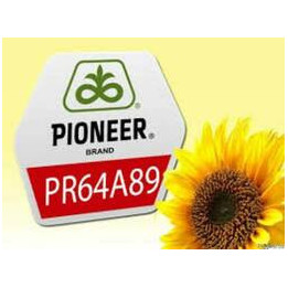 PR63A62 / ПР63А62