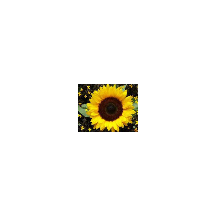 PR64E83 / ПР64Е83