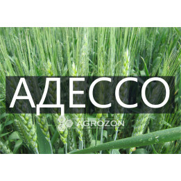 ADESSO / АДЕССО