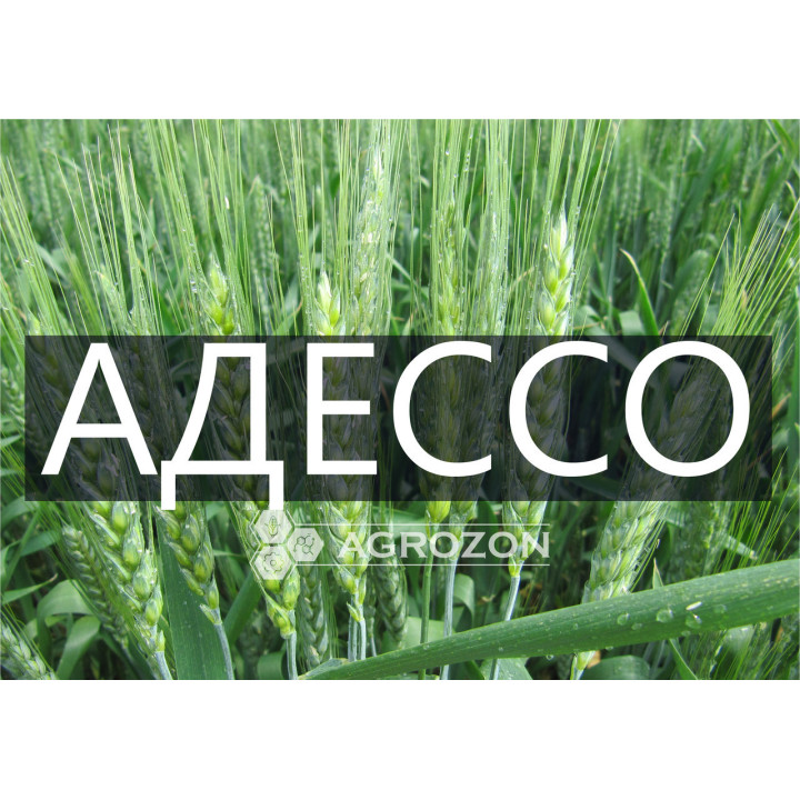 ADESSO / АДЕССО