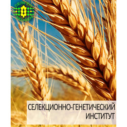 Віген
