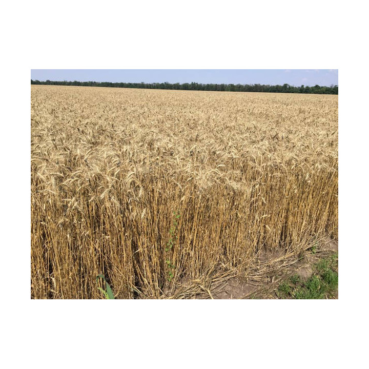 Вінок Поділля