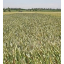Кірена