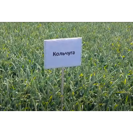 Кольчуга