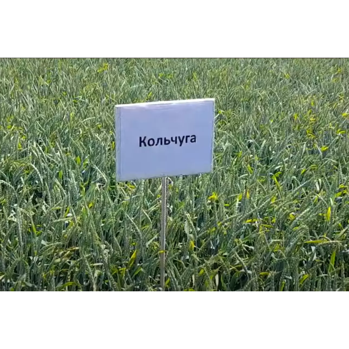 Кольчуга