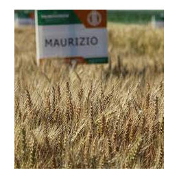 Maurizio / Мауріціо