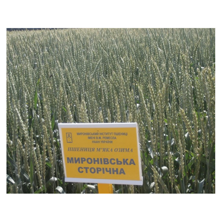 Миронівська сторічна