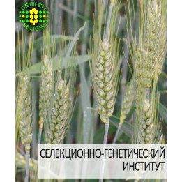 Наснага