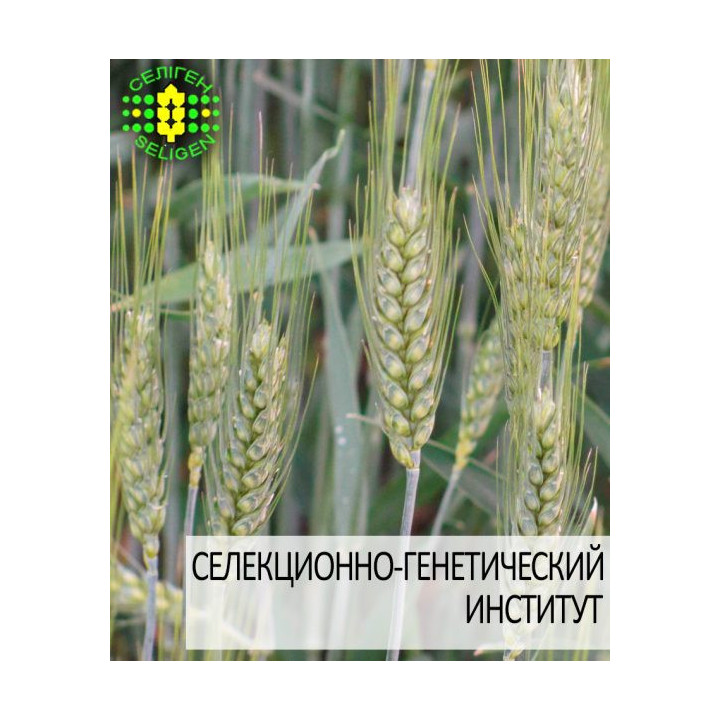 Наснага
