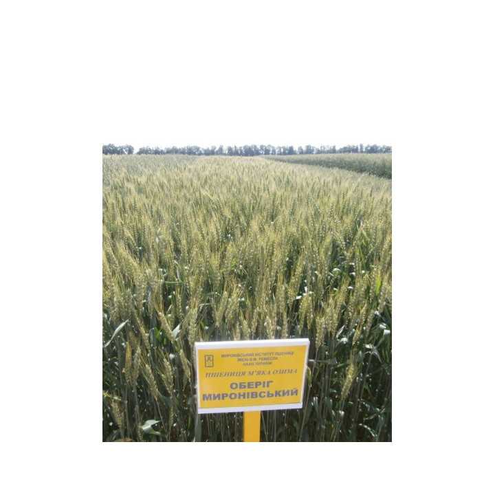 Оберіг Миронівський