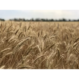 Сагайдак