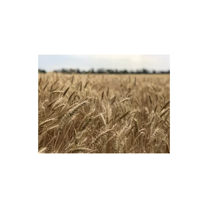 Сагайдак