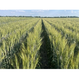 Слава Унави
