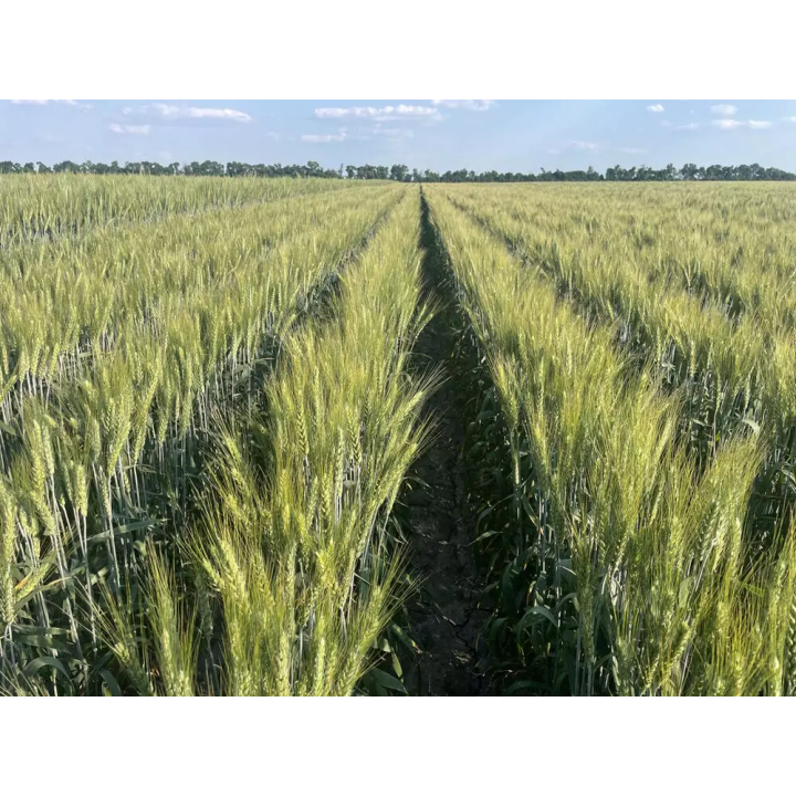 Слава Унави