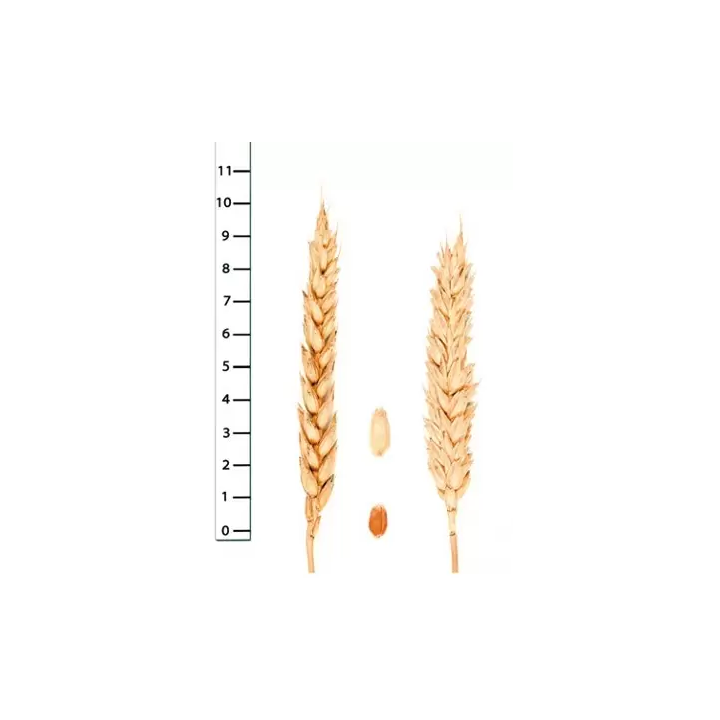 Стан