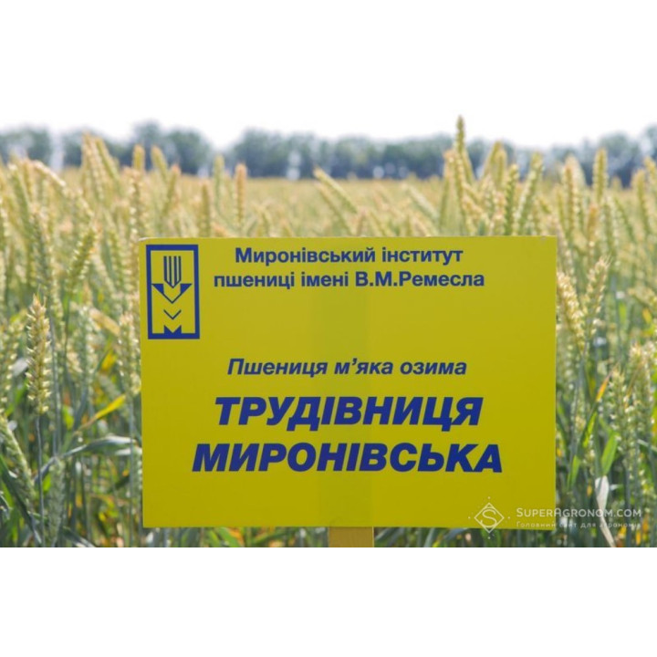 Трудівниця