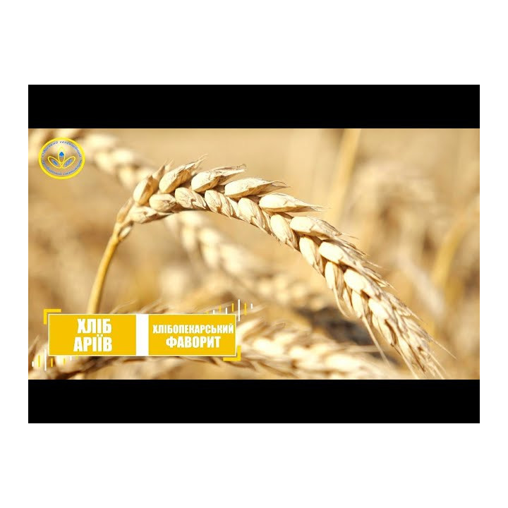 Хліб Аріїв