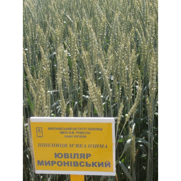 Ювіляр Миронівський
