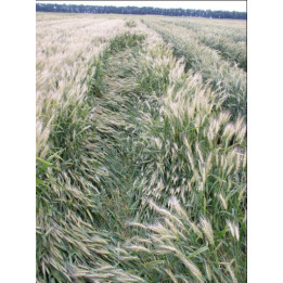 Звитяга